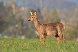 <p>SRNEC OBECNÝ (Capreolus capreolus) Šluknovsko - Jiříkov --- /European roe deer - Reh/</p>